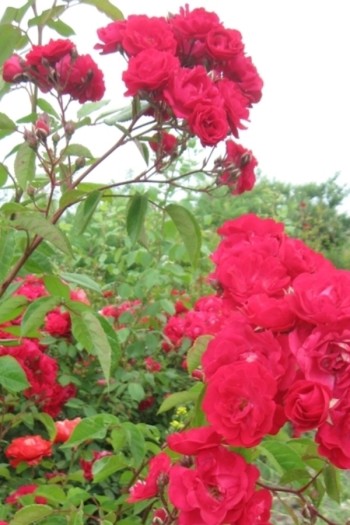 Троянда мускусна ’Лейпциг’ (червона)|Moschata rose ’Leipzig’|Троянда мускусна ’Лейпциг’ 